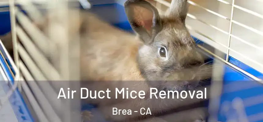  Air Duct Mice Removal Brea - CA