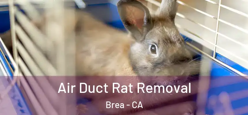  Air Duct Rat Removal Brea - CA